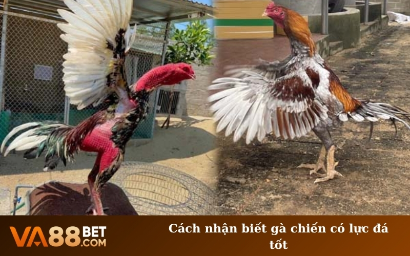 Cách nhận biết gà chiến có lực đá tốt