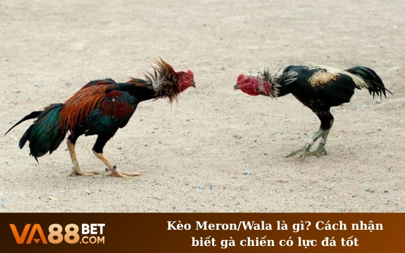 Kèo Meron/Wala là gì? Cách nhận biết gà chiến có lực đá tốt